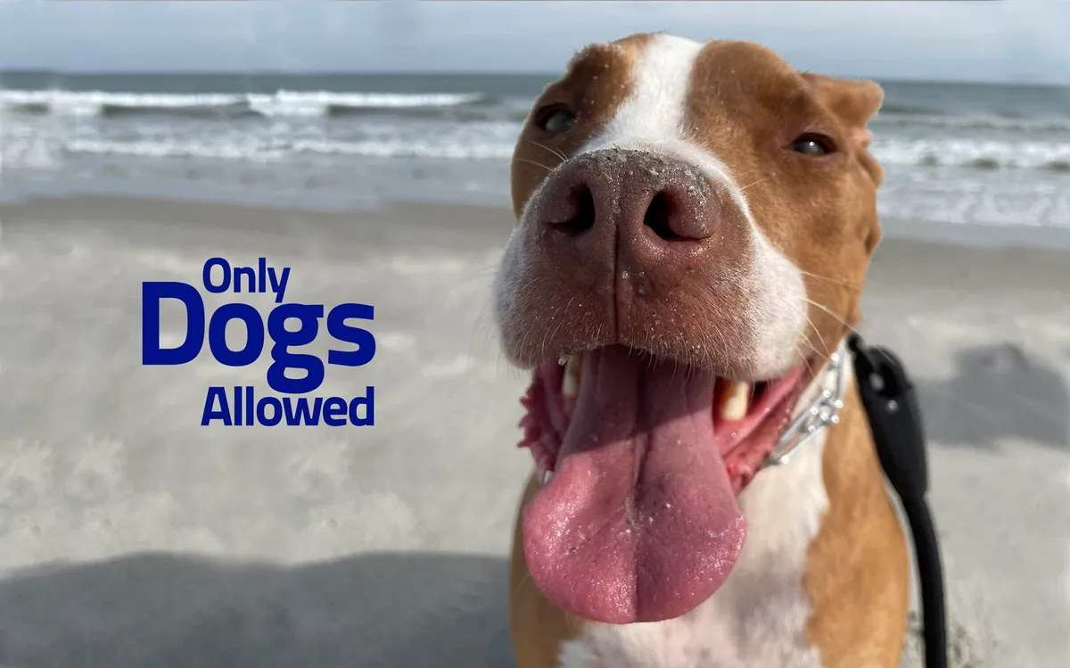 A joyful dog plays on the sand near the ocean, under a sunny sky. The image captures the energetic, pet-friendly aspect of the property, inviting guests to include their furry companions in waterfront adventures. The 'Only Dogs Allowed' text underscores the welcoming environment for pets.